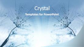  Presentation with dandelion - Theme having dewy dandelion flower close up background and a  colored foreground