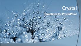  Presentation with dandelion - Audience pleasing slide deck consisting of dewy dandelion flower close up backdrop and a  colored foreground