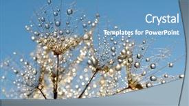  Presentation with dirt flower - PPT layouts featuring dewy dandelion flower close up background and a teal colored foreground