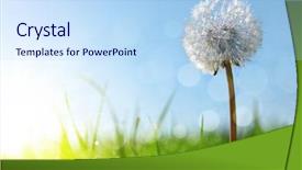  Presentation with soft white flower - PPT theme featuring dewy dandelion flower in grass background and a sky blue colored foreground