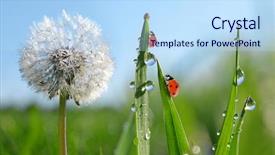  Presentation with ladybugs - Slide set with dewy dandelion flower with ladybugs background and a sky blue colored foreground