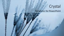  Presentation with dandelion - Theme having dewy dandelion background and a light blue colored foreground