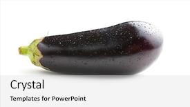  Presentation with eggplant - Theme with dewy fresh eggplant isolated background and a light gray colored foreground