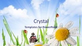  Presentation with ladybugs - Slide deck having dewy green grass with daisies butterfly and ladybugs on meadow background and a sky blue colored foreground