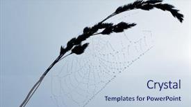  Presentation with spider web - Colorful PPT theme enhanced with dewy spider web backdrop and a lemonade colored foreground