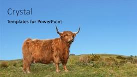  Presentation with rough - Beautiful presentation featuring dexter-highland-cow-standing backdrop and a light blue colored foreground