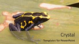  Presentation with amazon jungle - Beautiful PPT theme featuring deying poison dart frog dendrobates backdrop and a yellow colored foreground