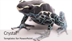  Presentation with amazon jungle - PPT theme with deying poison dart frog dendrobates background and a light gray colored foreground