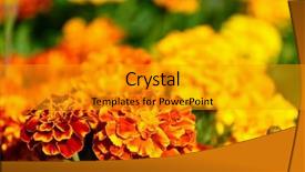  Presentation with flower - Presentation design consisting of taget - marigold flower on sunny day background and a gold colored foreground
