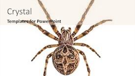  Presentation with spider web - PPT layouts featuring diadem-spider-on-its-web background and a lemonade colored foreground