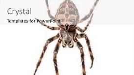  Presentation with spider web - Audience pleasing theme consisting of diadem-spider-on-its-web backdrop and a white colored foreground