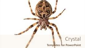  Presentation with spider web - Amazing slide deck having diadem-spider-on-its-web backdrop and a lemonade colored foreground