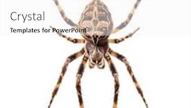  Presentation with spider web - PPT theme consisting of diadem-spider-on-its-web background and a white colored foreground