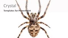  Presentation with spider web - Beautiful PPT theme featuring diadem-spider-on-its-web backdrop and a white colored foreground