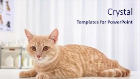  Presentation with vet - Slide deck having diagnoil striped - cute tabby cat on table background and a sky blue colored foreground