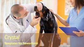  Presentation with diagnosis - Cool new slide deck with diagnosis dental - veterinarian checking teeth of great backdrop and a tawny brown colored foreground