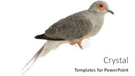  Presentation with white dove - Slide set having diamond-dove-geopelia-cuneata background and a white colored foreground