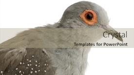  Presentation with white dove - Audience pleasing presentation design consisting of diamond-dove-geopelia-cuneata backdrop and a mint green colored foreground