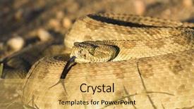  Presentation with look - Cool new theme with diamondback rattlesnake with a menacing backdrop and a yellow colored foreground