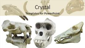  Presentation with dinosaur - Cool new slides with dianousaurs - image of dinosaur's skull backdrop and a lemonade colored foreground