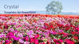  Presentation with blue sky - Audience pleasing slide deck consisting of dianthus-flowers-in-the-garden backdrop and a sky blue colored foreground