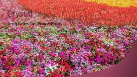  Presentation with flowers - PPT theme featuring dianthus-flowers-in-the-garden background and a red colored foreground