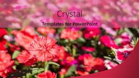  Presentation with garden - Beautiful slide deck featuring dianthus-flowers-in-the-garden backdrop and a coral colored foreground