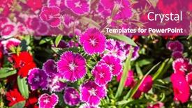  Presentation with garden - Colorful slide set enhanced with dianthus-flowers-in-the-garden backdrop and a coral colored foreground