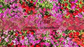  Presentation with garden - PPT layouts having dianthus-flowers-in-the-garden background and a red colored foreground