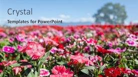  Presentation with blue sky - Audience pleasing presentation design consisting of dianthus-flowers-in-the-garden backdrop and a light blue colored foreground