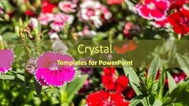  Presentation with garden - Presentation theme featuring dianthus-flowers-in-the-garden background and a tawny brown colored foreground