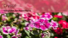  Presentation with garden - Beautiful presentation theme featuring dianthus-flowers-in-the-garden backdrop and a coral colored foreground