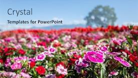  Presentation with sky blue - Presentation with dianthus-flowers-in-the-garden background and a light blue colored foreground
