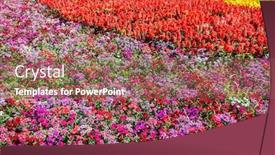  Presentation with garden - Colorful presentation theme enhanced with dianthus-flowers-in-the-garden backdrop and a violet colored foreground
