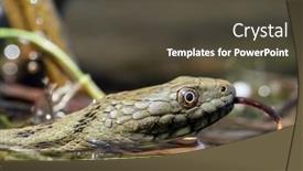  Presentation with water transmission - Audience pleasing PPT layouts consisting of dice-snake-in-the-water backdrop and a dark gray colored foreground