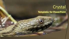  Presentation with water microbe - PPT theme featuring dice-snake-in-the-water background and a tawny brown colored foreground