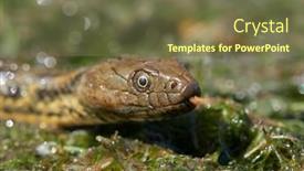  Presentation with water - Amazing slide deck having dice-snake-in-the-water backdrop and a tawny brown colored foreground
