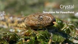  Presentation with water - Audience pleasing PPT theme consisting of dice-snake-in-the-water backdrop and a violet colored foreground