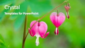  Presentation with venus - PPT theme enhanced with venus's car bleeding heart background and a shamrock green colored foreground