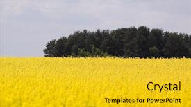  Presentation with rapeseed - Slides featuring bionomics - blossom rapeseed field background and a gold colored foreground