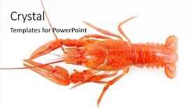  Presentation with nutrition - Amazing slide deck having nutrition cancer - boiled crawfish on a white backdrop and a sky blue colored foreground