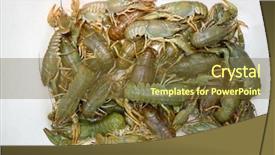  Presentation with live - Theme enhanced with close up freshwater crab - handful of live crawfishes background and a tawny brown colored foreground