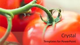  Presentation with food red - PPT theme having diet vegetable food harvest and objects concept - close up of ripe juicy red tomatoes background and a red colored foreground