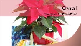  Presentation with white differene - Presentation design featuring diference - beautiful poinsettia with different presents background and a  colored foreground