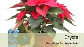  Presentation with white differene - Audience pleasing PPT layouts consisting of diference - beautiful poinsettia with different presents backdrop and a  colored foreground