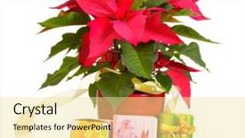  Presentation with white differene - Slides enhanced with diference - beautiful poinsettia with different presents background and a  colored foreground