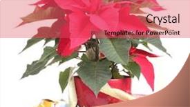  Presentation with white differene - Beautiful slides featuring diference - beautiful poinsettia with different presents backdrop and a  colored foreground