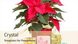  Presentation with white differene - Cool new PPT theme with diference - beautiful poinsettia with different presents backdrop and a  colored foreground