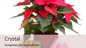  Presentation with different - Beautiful PPT theme featuring diference - beautiful poinsettia with different presents backdrop and a  colored foreground