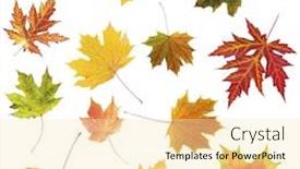  Presentation with autumn leaves - Slide set with different autumn leaves isolated on white background and a blonde colored foreground